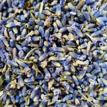 Lavender Field